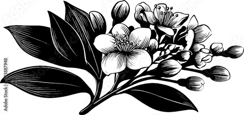 Black and white clove cluster with stems and buds for botanical designs
