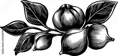 Black and white clove cluster with stems and buds botanical art