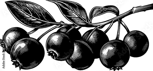 Black and white cranberry cluster with stems illustration for botanical design
