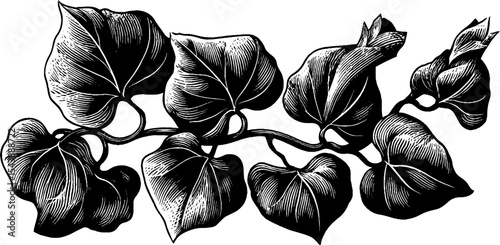 Elegant black and white creeping vine with curling tip for botanical art design