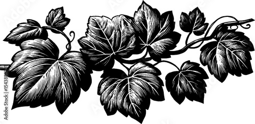 Intricate black and white creeping vine with curling tip for elegant design