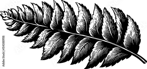 Intricate black and white fern frond artwork for botanical prints