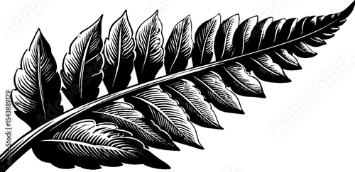 Black and white curled fern frond unfurling in nature