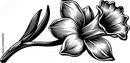 Elegant daffodil flower swaying in the breeze black and white design for nature art prints