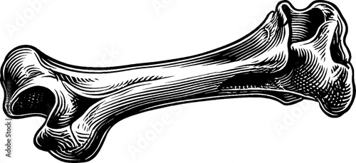 Detailed black and white illustration of a human femur bone cross section