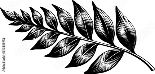 Black and white fern leaf with repeating segments for nature art design