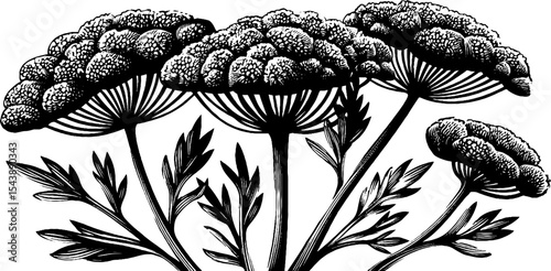 Black and white illustration of flowering dill plant with detailed umbels for botanical art