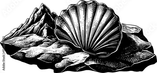 Ancient fossil shell embedded in textured rock black and white design for educational display