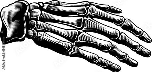 Detailed sketch of a hand skeleton with extended fingers in black and white