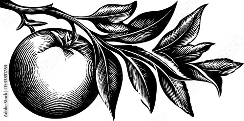 Elegant botanical design featuring a hanging fruit with long tendrils for nature-inspired decor