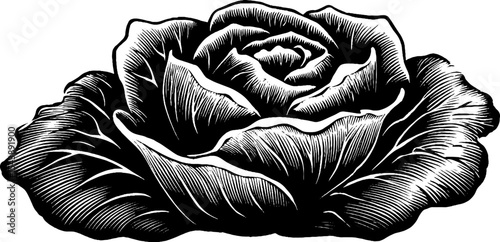 Intricate black and white cabbage illustration with layered leaves