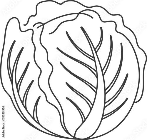 A simple line drawing of a head of cabbage on a light gray background