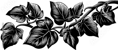 Ivy leaf climbing upward in black and white woodcut design for botanical art