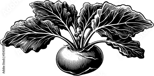 Black and white kohlrabi with wide spread leaves for botanical design and art
