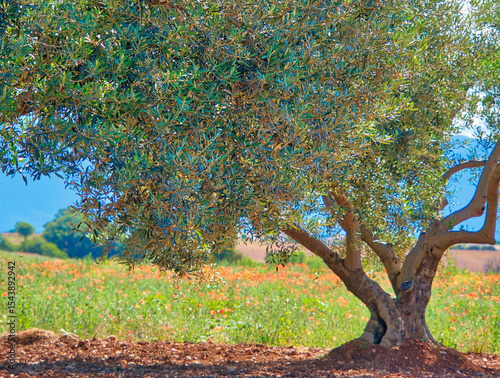 France, Provence. Lone olive tree in Valensole wit poppies in field