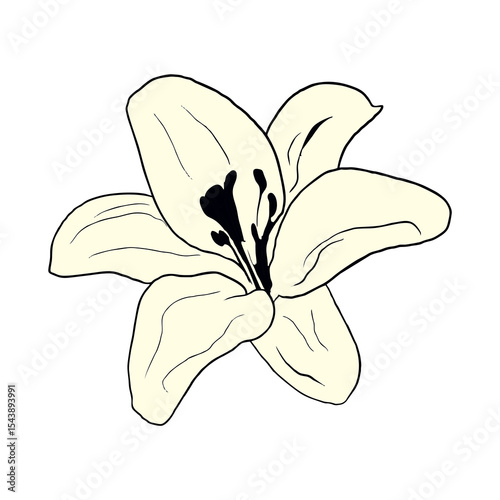 lily flower
