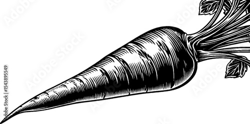 Detailed black and white sketch of long root parsnip with tapered end