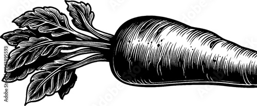Black and white illustration of a parsnip with long root for design use