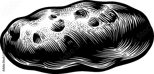 Rustic potato with rough skin and dirt marks for agricultural design and culinary use