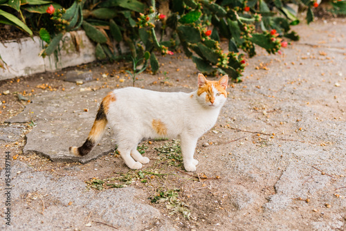 Obraz na plátně Close-up one-eyed street cat walking toward camera
