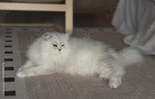 Konstfotografi A multi-pet household featuring adorable long-haired Chinchilla and American Shorthair cats, enjoying a healthy lifestyle