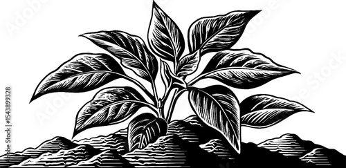 Monochrome botanical illustration of turmeric plant with ground powder pile
