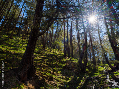Mountain forest of European Larch during spring near Schlinig at Mt. Watles. Italy, South Tyrol, Alto Adige