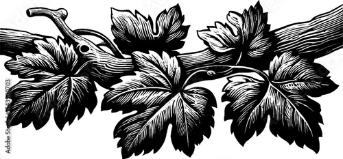 Elegant vine crossing over branch with leaf curls in black and white art design