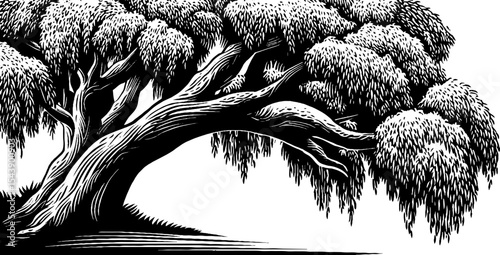 Dynamic willow branch bending gracefully in artistic black and white design