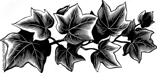 Elegant black and white ivy stem with spreading leaves for design and decor