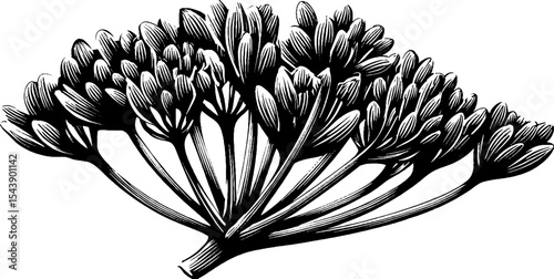 Intricate black and white dill sprig artwork for botanical design