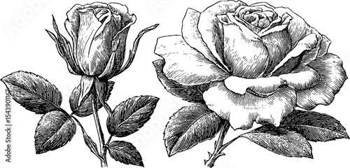 Vintage floral design with detailed fading rose and torn petals for artistic and decorative use