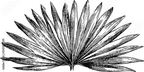 Detailed vintage engraving of palm frond for botanical design and decor