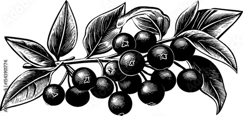 Black peppercorns and leaves in vintage botanical art design