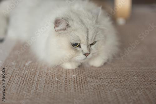 Bild auf Leinwand A multi-pet household featuring adorable long-haired Chinchilla and American Shorthair cats, enjoying a healthy lifestyle