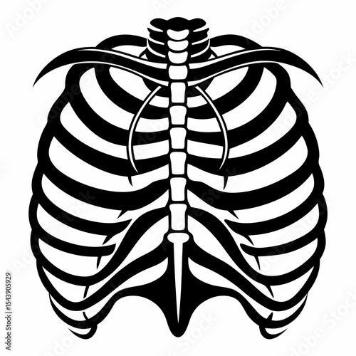 x ray of a human skeleton