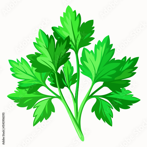 green parsley isolated on white background