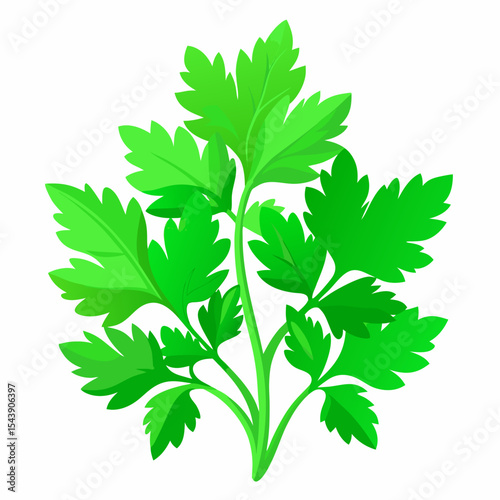 parsley isolated on white background