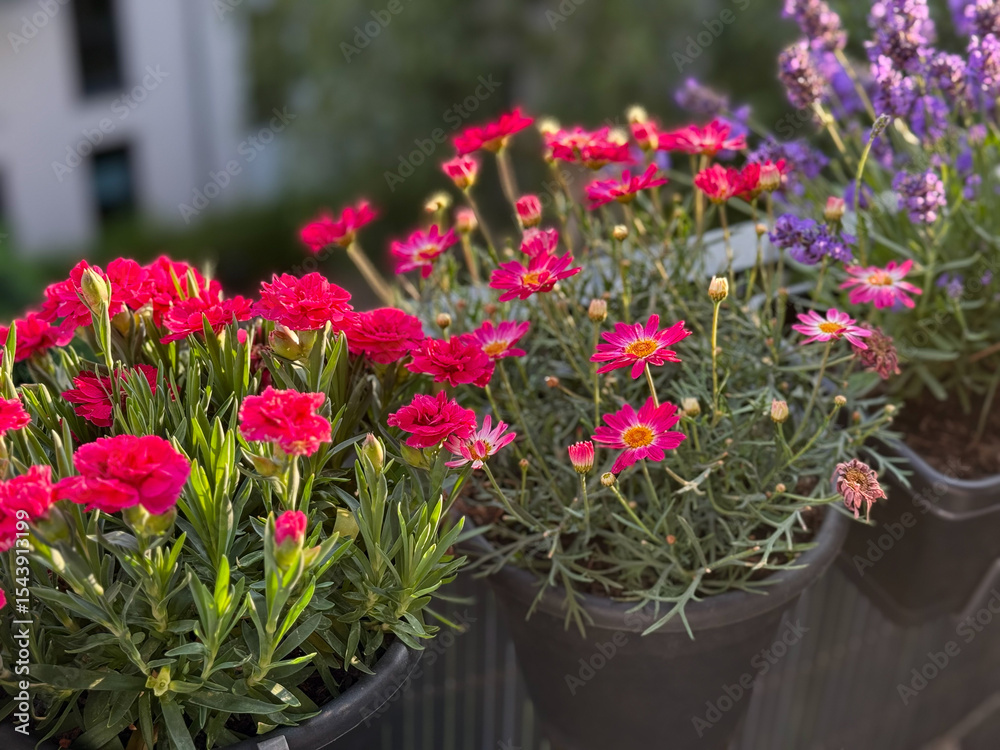Pink marguerite daisy, pink carnation and purple lavender flowers in decorative flower pots in balcony terrace garden close up Pink marguerite daisy, pink carnation and purple lavender flowers in decorative flower pots in balcony terrace garden close up