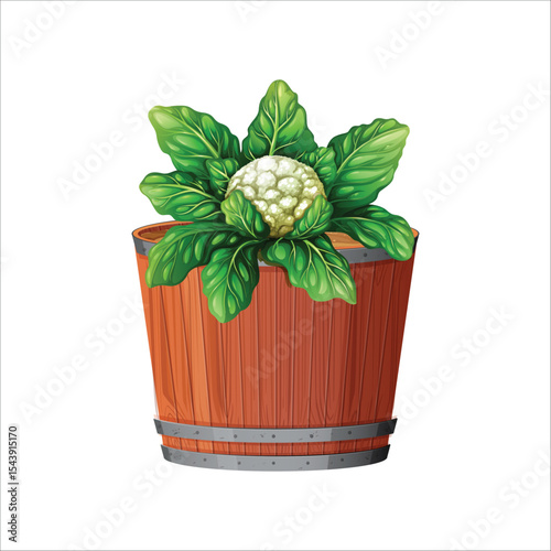Fresh cauliflower plant in wooden barrel pot