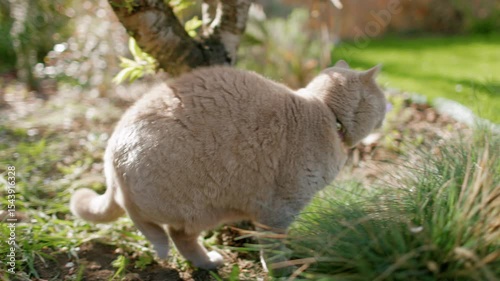 Cute gray Scottish cat outdoor, domestic pet in garden