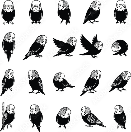 Twenty budgie poses black and white illustrations