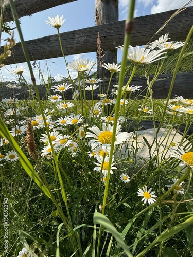 Wild Daisies by a Rustic Fence – Summer Country Bloom Photography