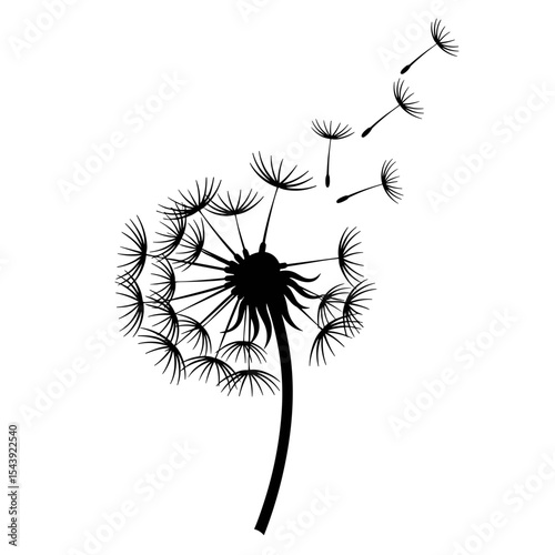 Dandelion blowing in the wind with flying seeds on white background  