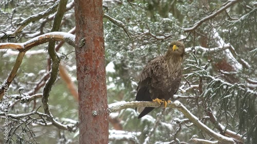 A white-tailed eagle, Haliaeetus albicilla, sits on a branch in a snowy forest and then flies away. A rare protected bird close-up. Winter in the forest.