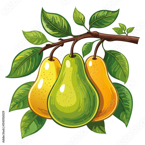 Pears on a branch vector color illustration. Ripe fruits with leaves for packaging and design