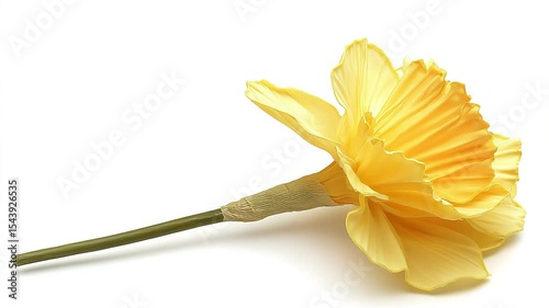 A single yellow daffodil flower with a green stem lies on a white background.
