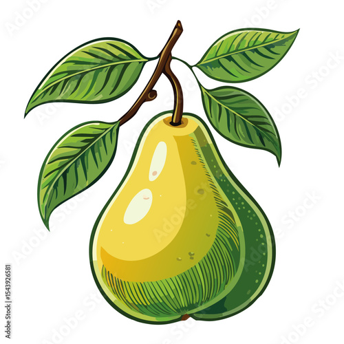 Pear on a branch vector color illustration. Ripe fruit with leaves for packaging and design