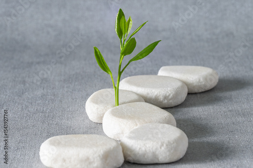 Green sprout on a winding path of white stones on a gray background. Conceptual still life.