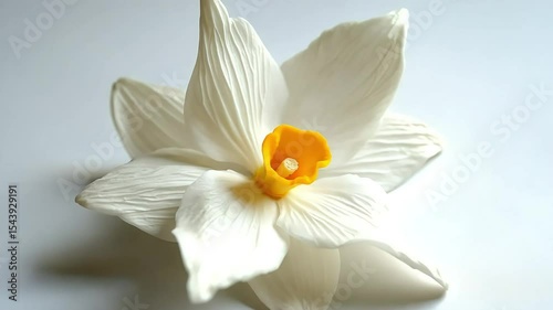Close-up shot of a delicate white daffodil with a vibrant yellow center.
